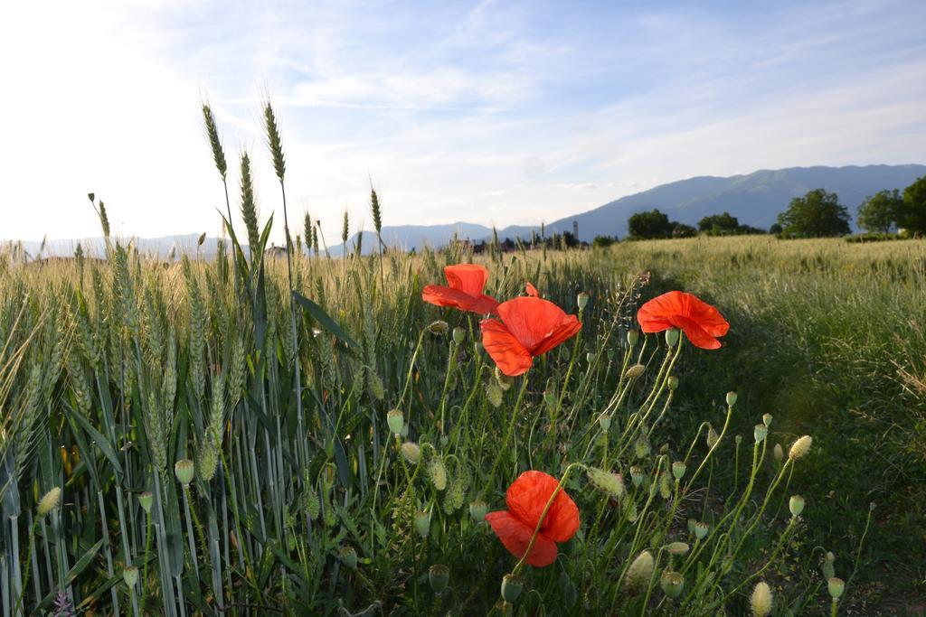 Bed And Breakfast Villa Novella Crocetta del Montello Exterior photo